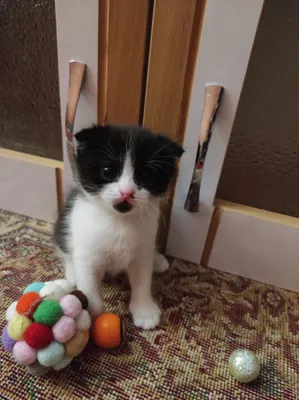 Tukli mushuklar bilan keksa buvining porno surati