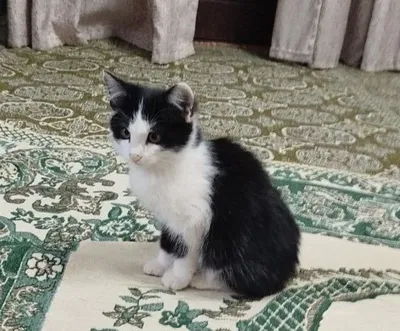 Кошка бесплатно, беременная