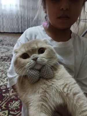 Кот Черныш для вязку. Mushuk qo'shish uchun 1