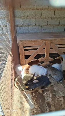 Домашний кролик. 1