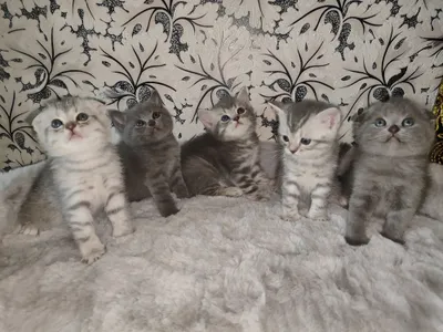 Продаются британские шотландские котята 1