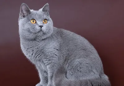 Британский кот,чистого происхождения