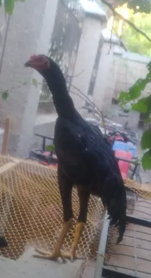 Dakan joʻja sotiladi Mart oyida chiqan 1