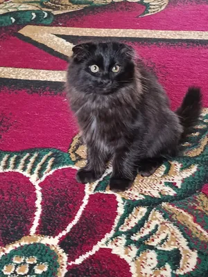 Qora Scottish Fold 2 oylik 1 mln oxiri 800 ming