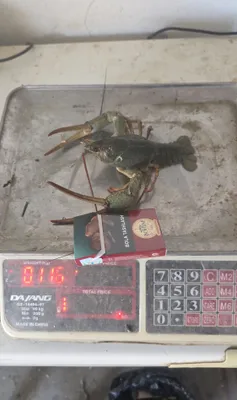 Живые свежие раки 1