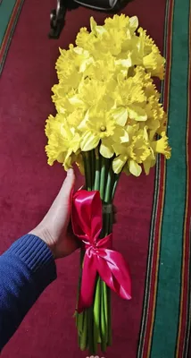 Продаются луковицы нарциссов