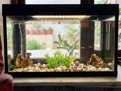 akvarium