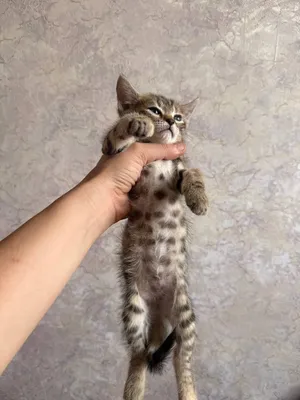 Бенгальский котенок мальчик и девушка 1