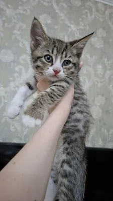 Котёнок смешанный 1