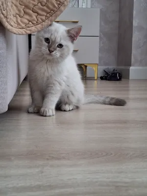 Британская кошка 1