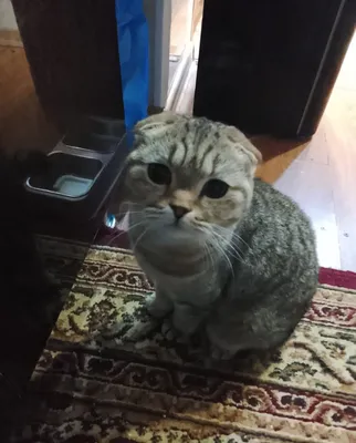 Продаётся кошка, цена договорная 1