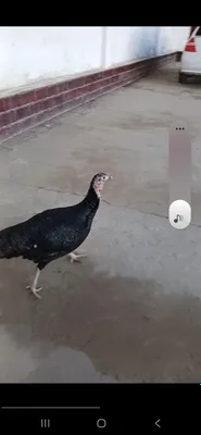 Индюк сотилади Срочно
