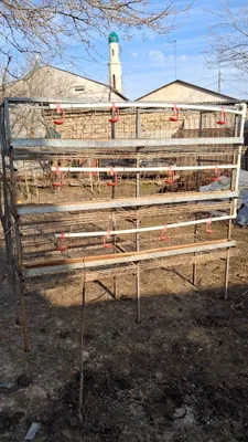 Tovuq Katak Abmen Tovuqlaga 1
