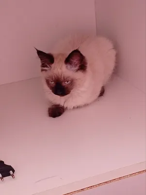 Сиамская кошка 2–3 месяцев 1