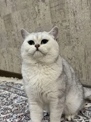 Услуги вязки! Кот Барсик приглашает кошек на встречу 1