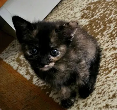 Котенок в добрые руки 1