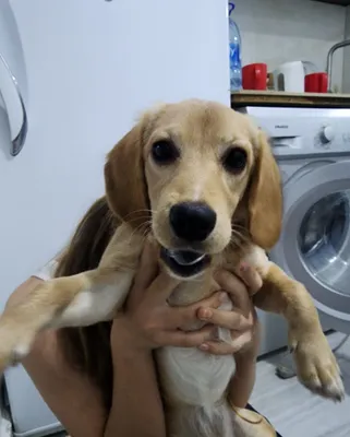 Продаётся собака 1