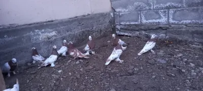 Продаются чистокровные 1