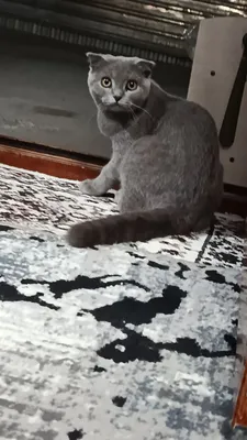 Продаётся кошка породы Scottish Fold, окрас серый, девочка 1