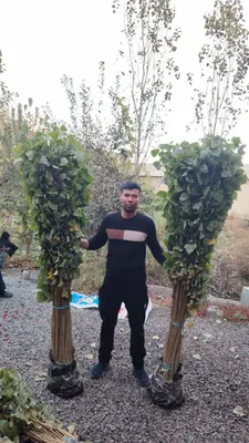 Terak koʻchatlari optim 1