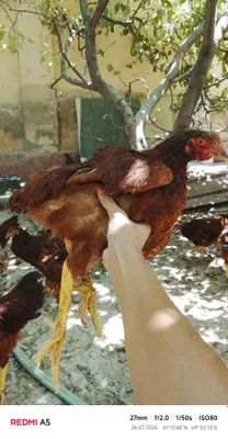 Chexiya daminant tovuq va xoʻrozlari 80ta tovuq 10 xoʻroz 1