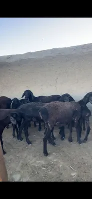 32 bow qora qoylar sotiladi 1