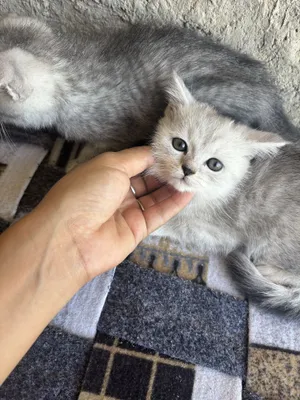 Кошки очень красивые и недорогие 1