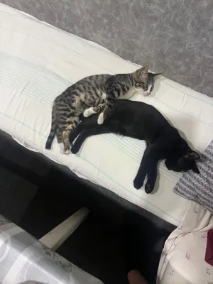 Отдам в хорошие руки котика и кошечку, возраст 3 месяца 1