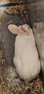 Самка породы Хиколь, рожала 2 раза 1