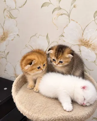 Мушукчалар кошки котцята