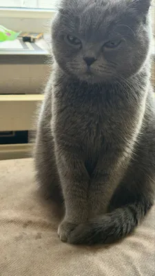 Продается кошка скоттиш девять месяцев 1