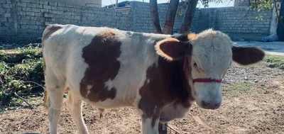 Buqacha sotiladi 1