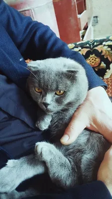 Продаётся кошка