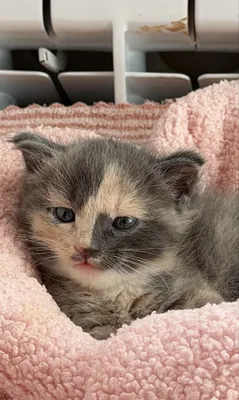 Котята в добрые руки 1