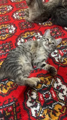 Бесплатно отдам в хорошие руки. 1
