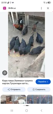 Продаются чёрные куры