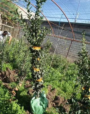 Lavrovilist koʻchatlari hammer razmerlari mavjud 1