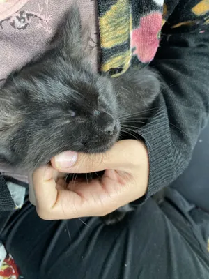 Yashirin kamera mast fohisha bekasi emas