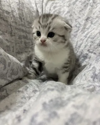 Котята скотишфолд вислоухие 1