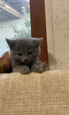 Породистые котята: отец — шотландский, мать — страйт. Умные и здоровые. 1