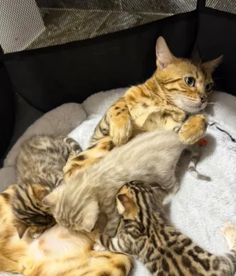 Чистопородные бенгальские котята 1