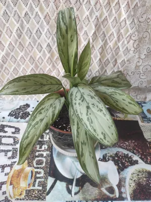 Aglaonema gullari, 2 xil 1