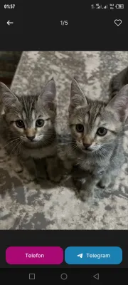 Кошка отдаётся в добрые руки 1