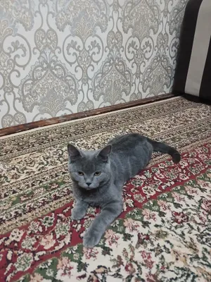 Продаётся британский породистый котёнок. 1