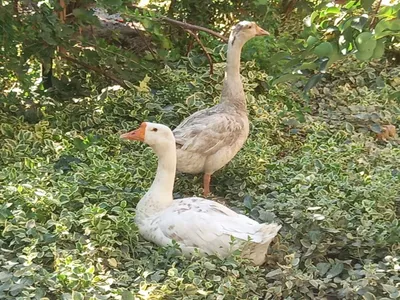 Qizil sochli oqituvchi bilan jinsiy aloqa Rossiya televideniesi yulduzlari yalangoch