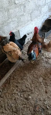 Dakan xoʻrozlar sotiladi 1