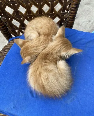 котята. 1