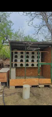 Kabutar zona valer