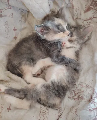 Котята 1,5 мес пушистые
