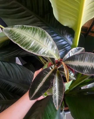 Labiziya Pumila 1